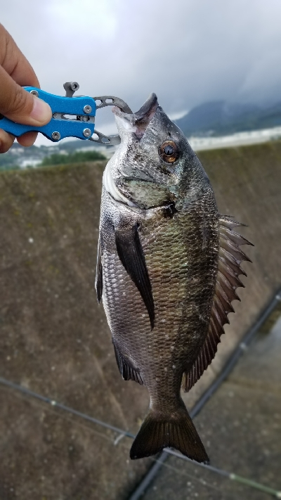 今日も落としこみ！