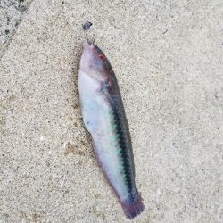 チヌ狙いだったのですが