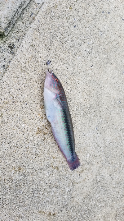 チヌ狙いだったのですが