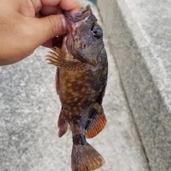 今日もチヌこない…