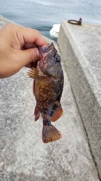 今日もチヌこない…