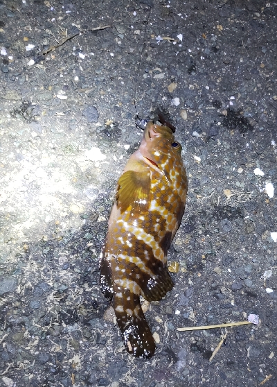 アコウを狙いに