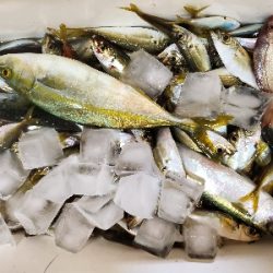 家族でサビキ！