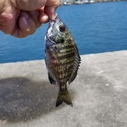 チヌきたー小さい！