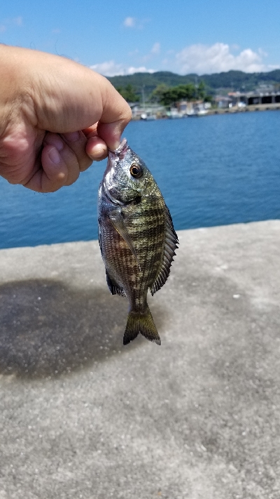 チヌきたー小さい！
