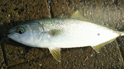 シーサイドコスモ ツバス