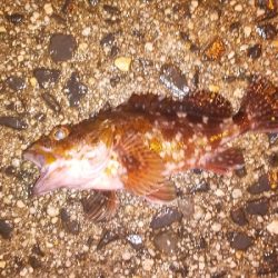 昨日のリベンジ予定が…