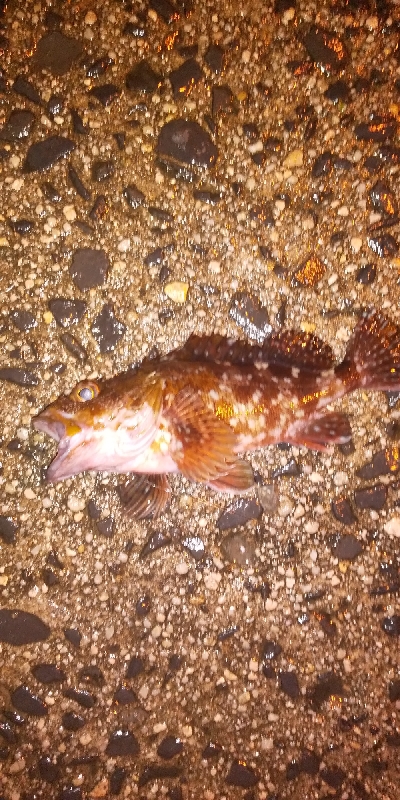 昨日のリベンジ予定が…