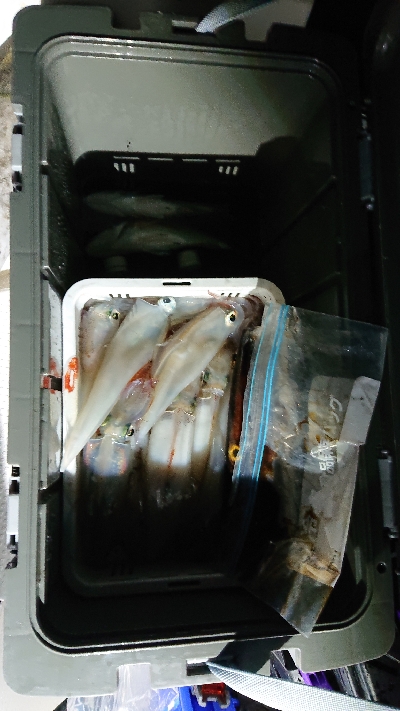 初イカメタル便