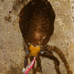 久し振りの釣果です❗