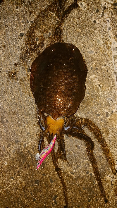 久し振りの釣果です❗