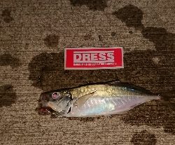 アジングがようやく成立