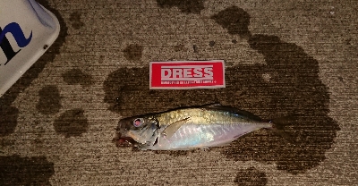 アジングがようやく成立