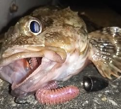 マッスルガシラを釣りたくて