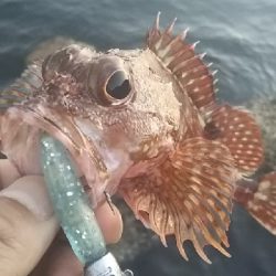 根魚