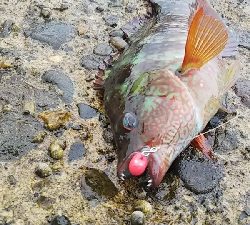 ベラのイベント