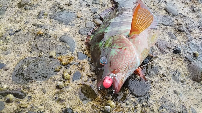 ベラのイベント