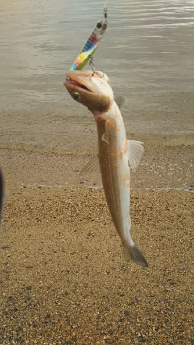 青物はどこに？