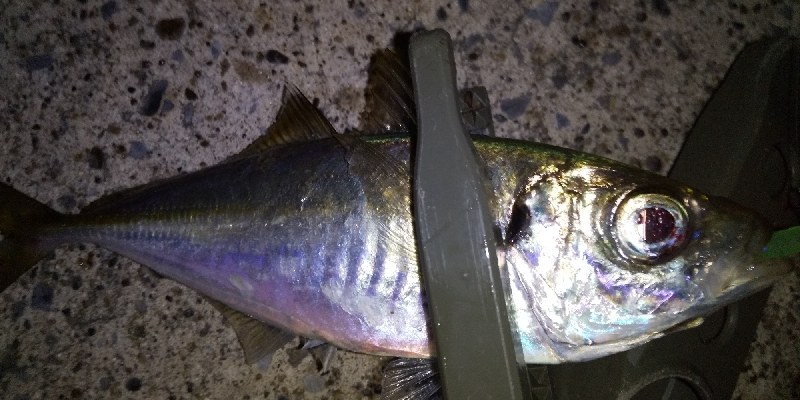 渋渋アジング。