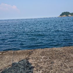 今日もツバス狙い。