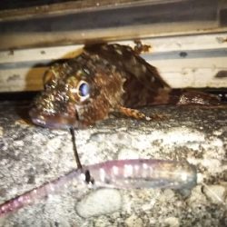 ロックフィッシュはボトムロックて⁉️