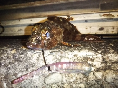 ロックフィッシュはボトムロックて …