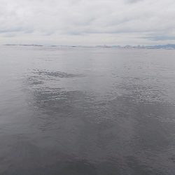 もうちょいでハマチ