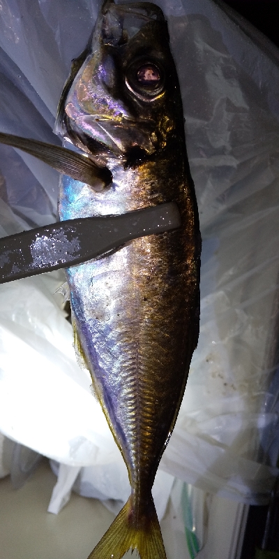 またしても不完全燃焼