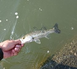 リバーシーバス