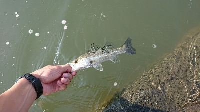 リバーシーバス