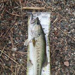 ウィードがまだ少ない