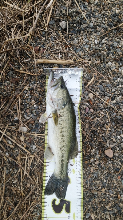 ウィードがまだ少ない