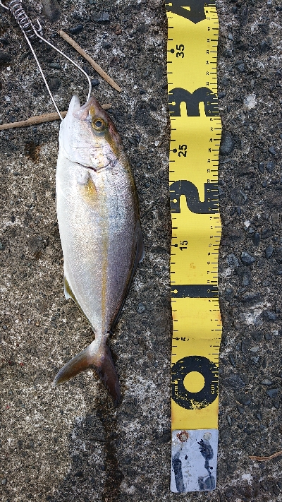 久しぶりシオ！