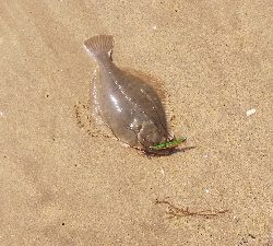 マゴチが釣れない