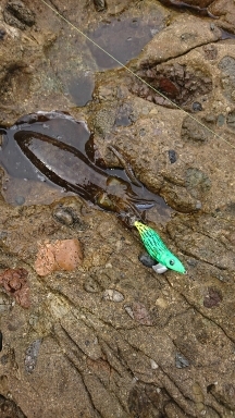 エギング釣行その４０