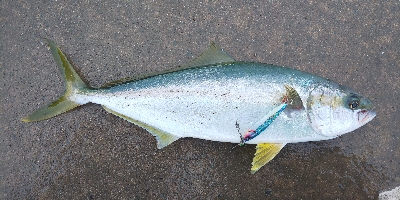 腰抜けそう(  ；∀；)