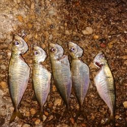 サバゲーム不発