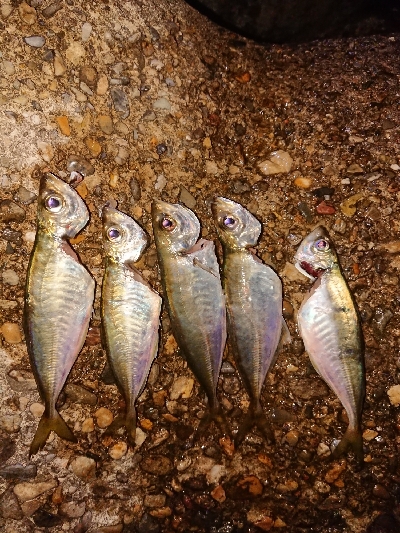 サバゲーム不発