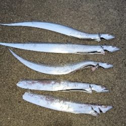 太刀魚から青物狙い