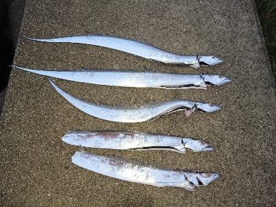 太刀魚から青物狙い