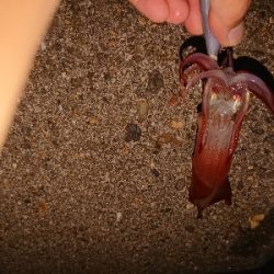 今年初ケンサキ