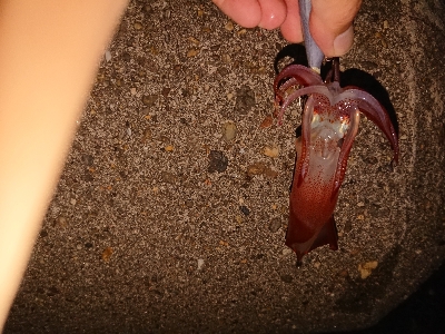 今年初ケンサキ