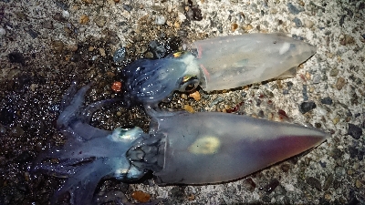 仕事終わりケンサキエギング