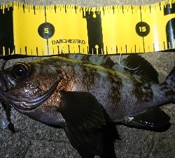 ちょっとメバリング