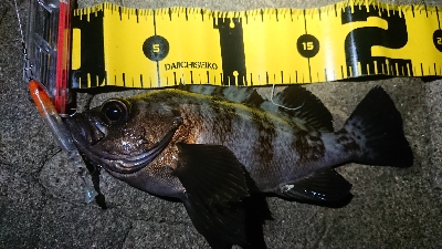 ちょっとメバリング