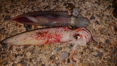 仕事終わりケンサキ狙い