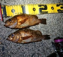 仕事終わりメバリング