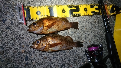 仕事終わりメバリング