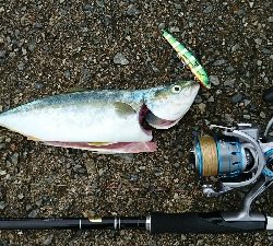 モジャコからツバスに