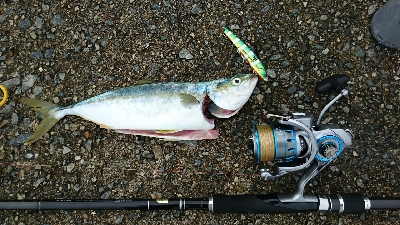 モジャコからツバスに